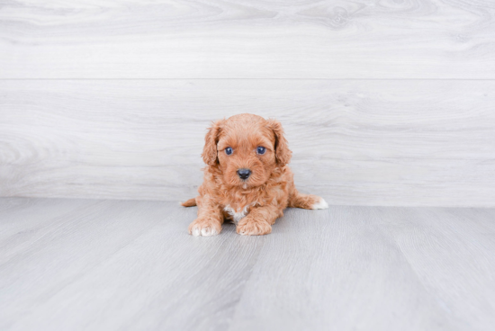 Cavapoo Pup Being Cute