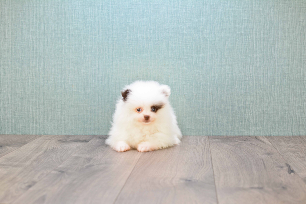 Happy Pomeranian Purebred Puppy