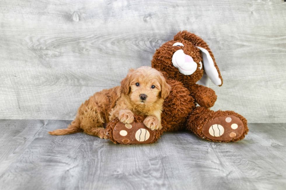 Best Mini Goldendoodle Baby