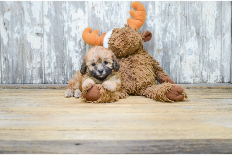 Happy Teddy Bear Baby