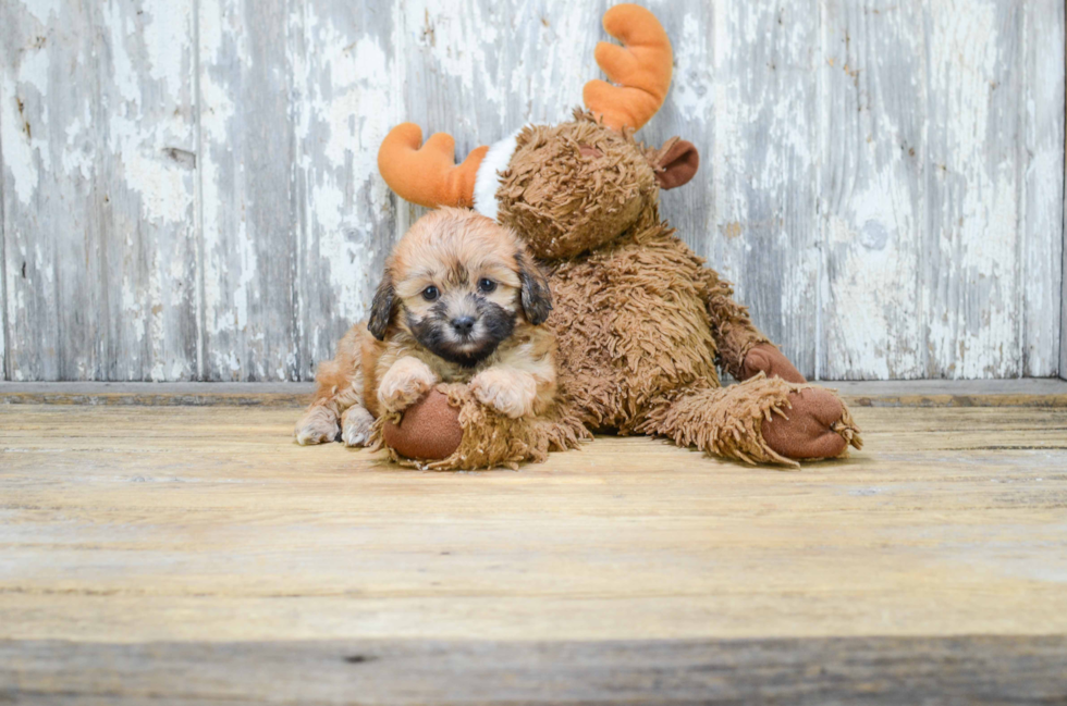 Happy Teddy Bear Baby