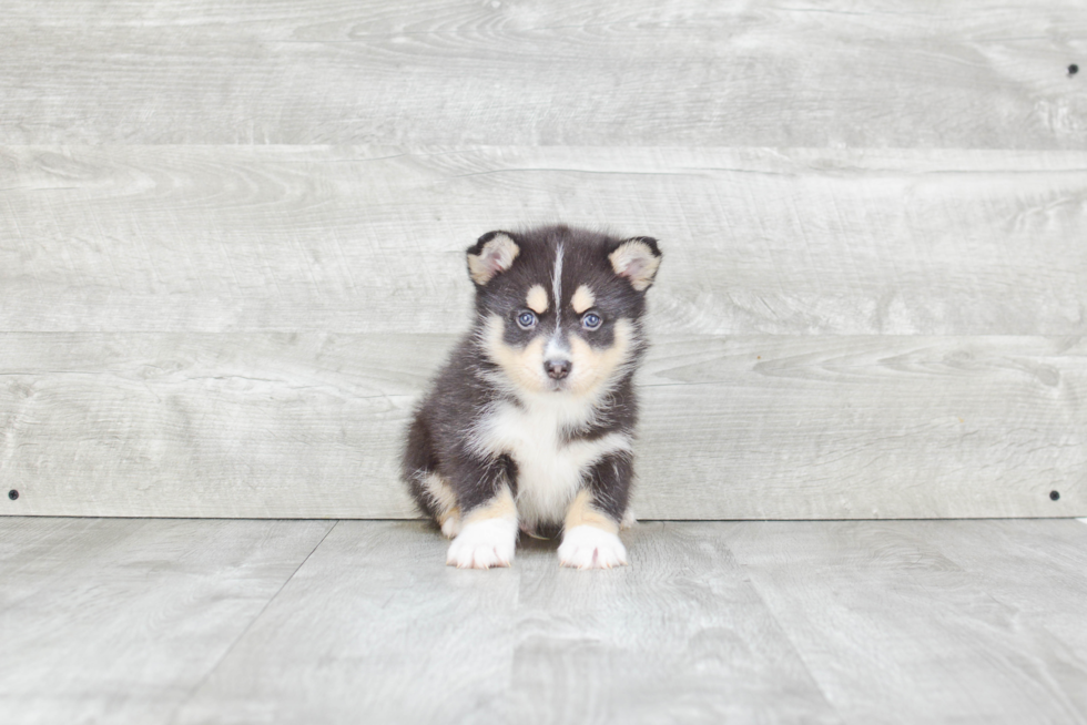 Petite Pomsky Designer Pup