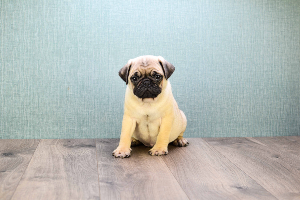 Sweet Pug Purebred Puppy