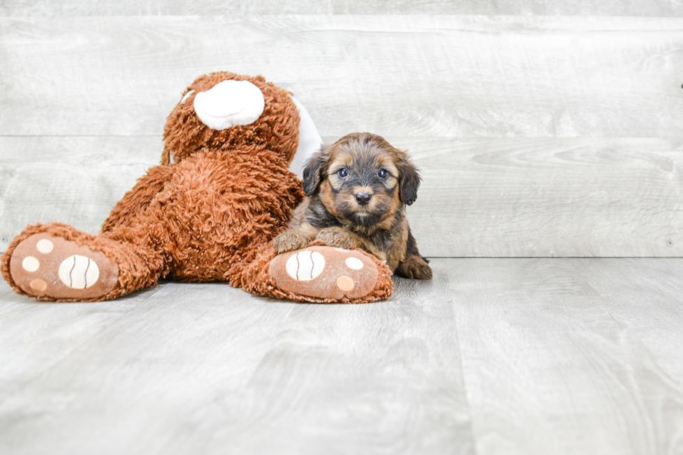 Small Mini Bernedoodle Baby