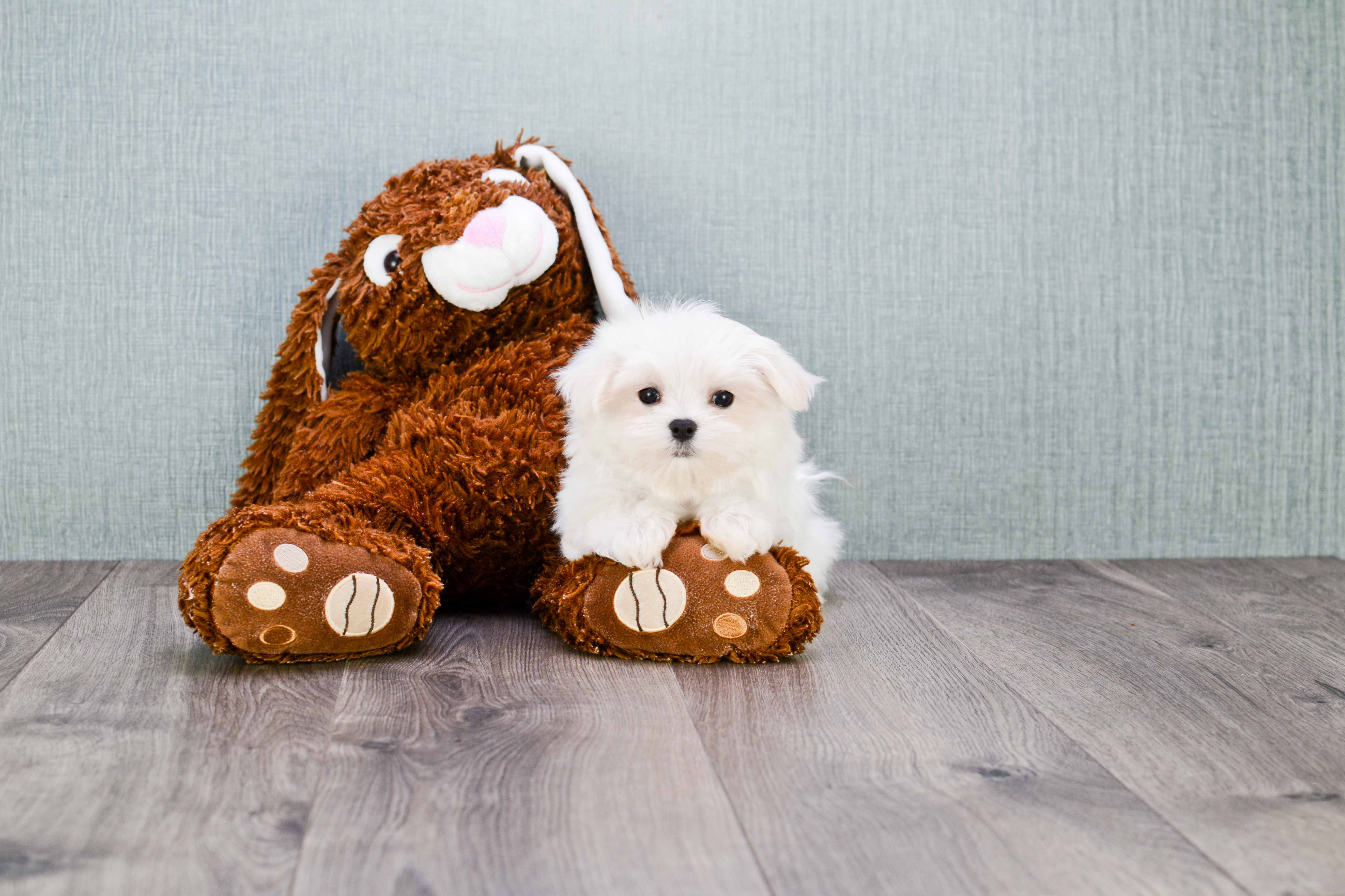 Little Maltese Purebred Pup