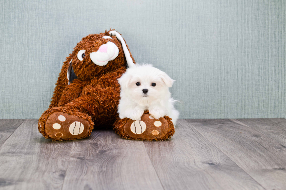 Little Maltese Purebred Pup