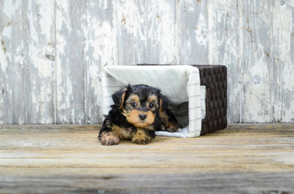 Popular Yorkie Poo Poodle Mix Pup