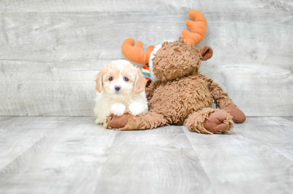 Playful Cavalier Designer Puppy