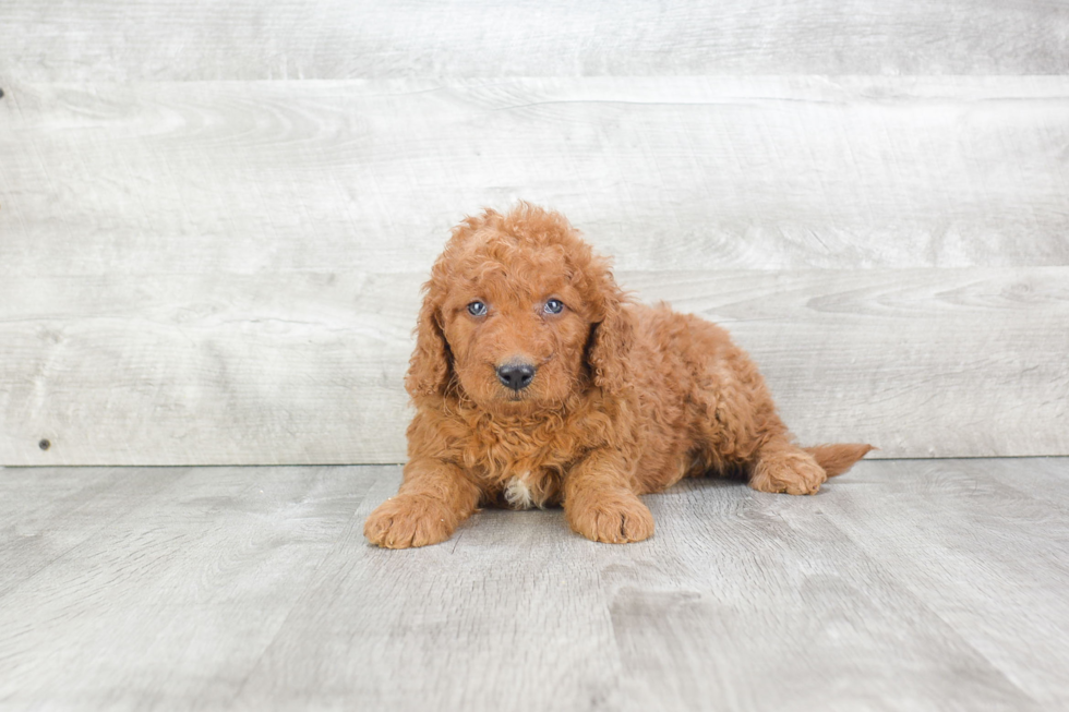 Mini Goldendoodle Pup Being Cute