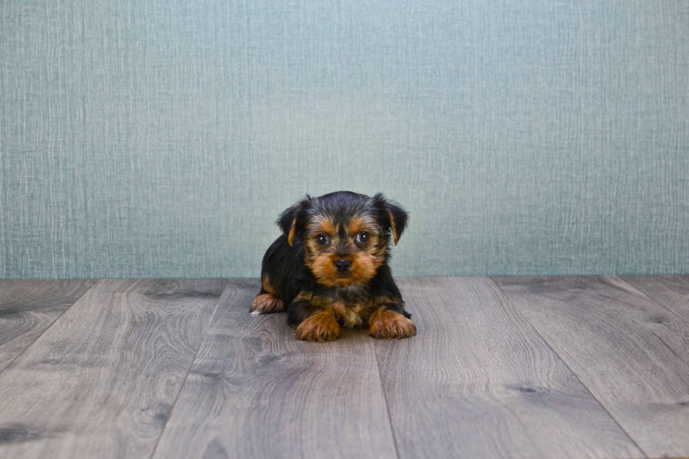 Meet Jeremy - our Yorkshire Terrier Puppy Photo 