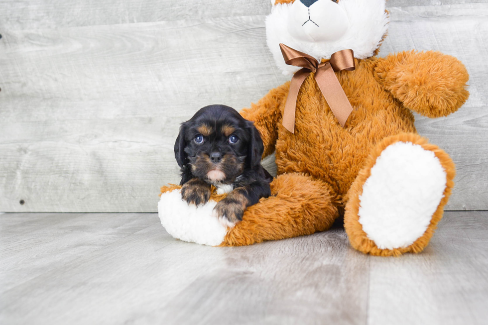 Popular Cavalier King Charles Spaniel Purebred Pup