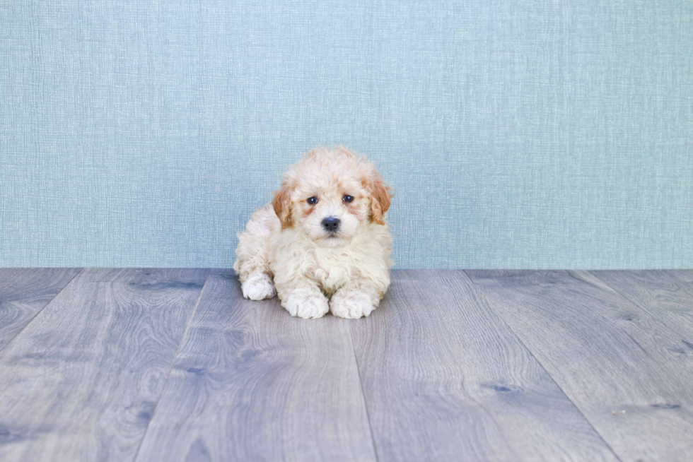 Maltipoo Pup Being Cute