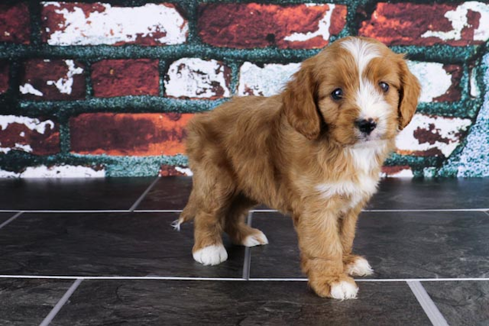 Hypoallergenic Cavoodle Poodle Mix Puppy