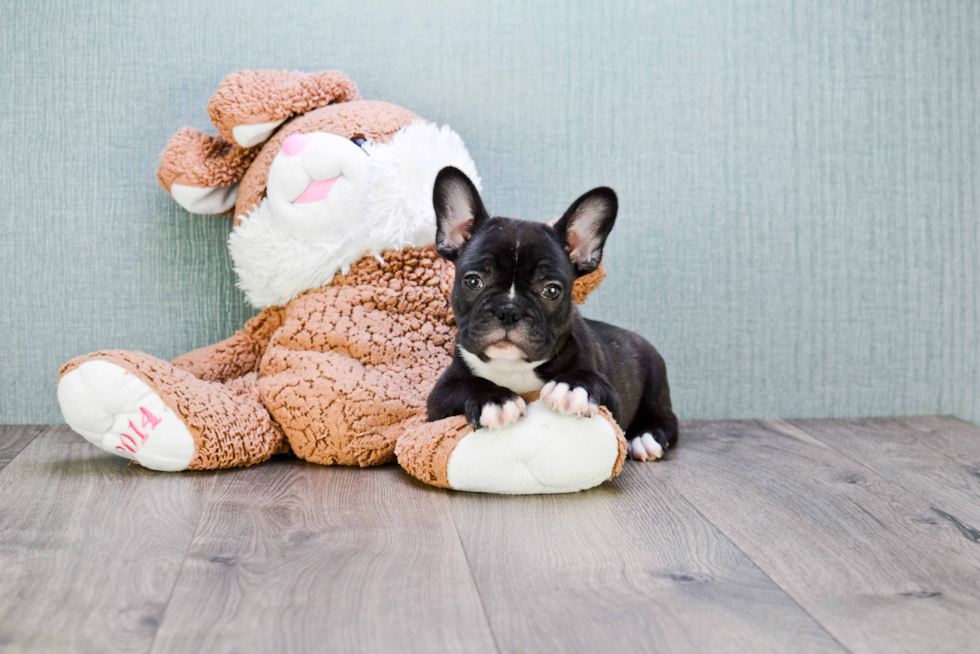 Cute Frenchie Purebred Puppy