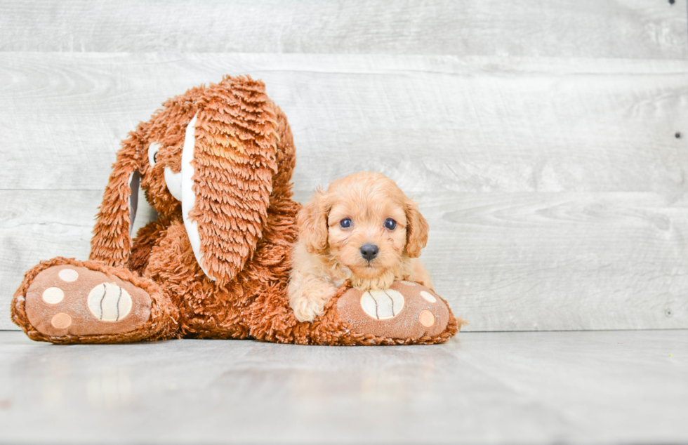 Cavapoo Puppy for Adoption