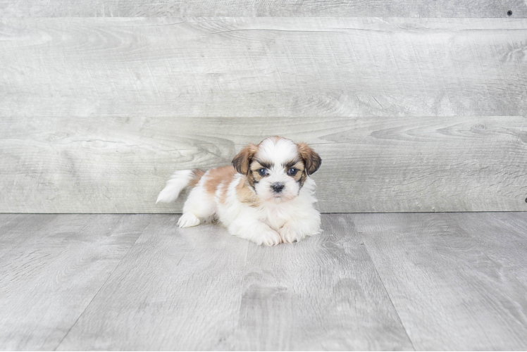 Teddy Bear Pup Being Cute