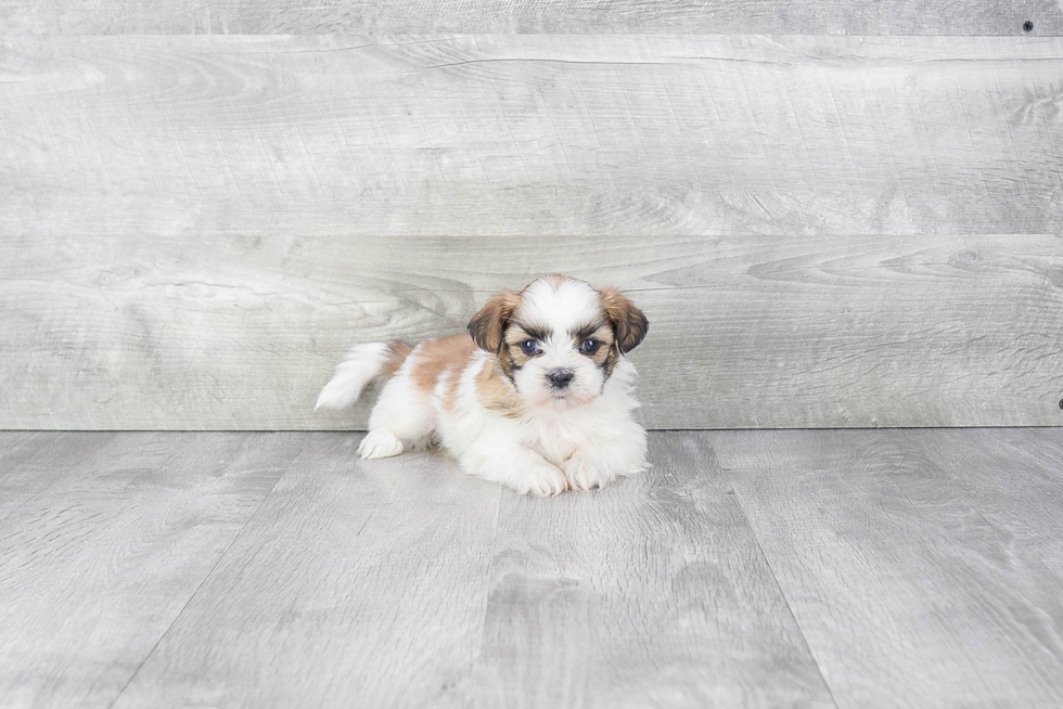 Teddy Bear Pup Being Cute