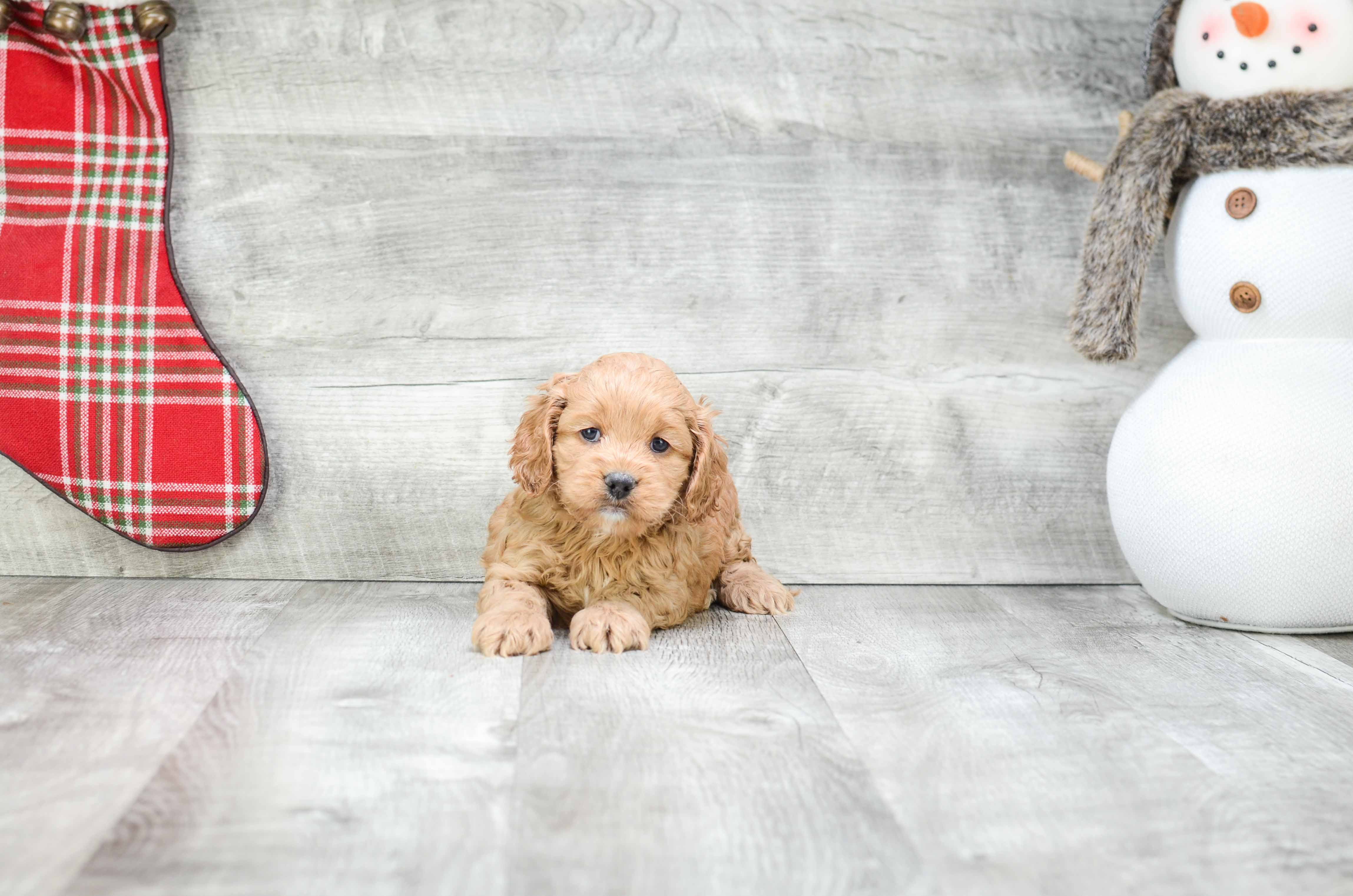 Best Cockapoo Baby