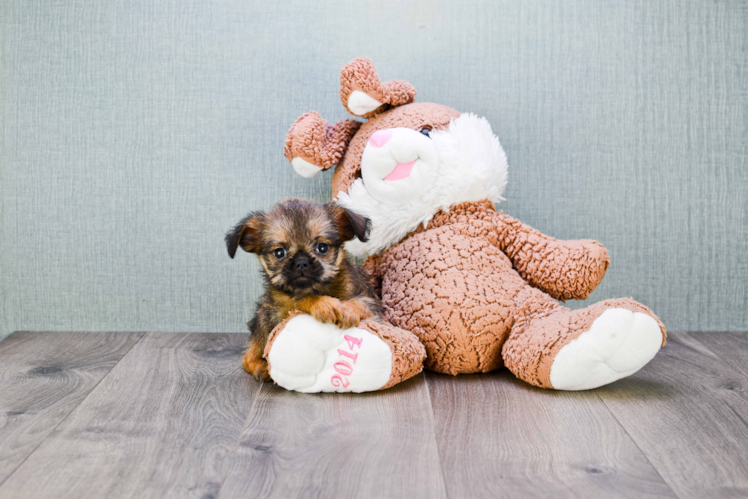 Brussels Griffon Puppy for Adoption