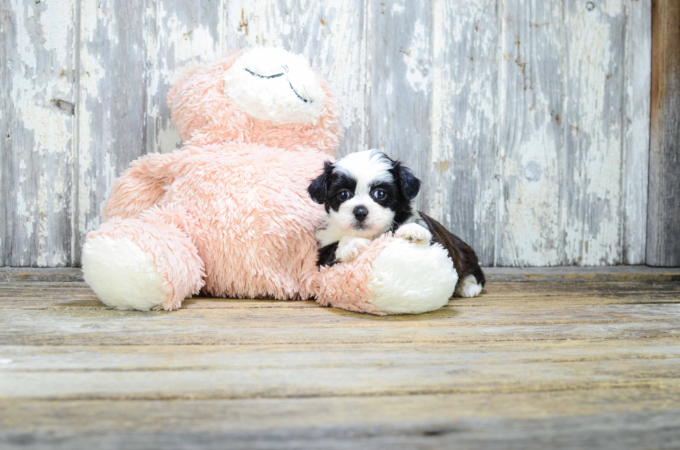 Happy Teddy Bear Baby