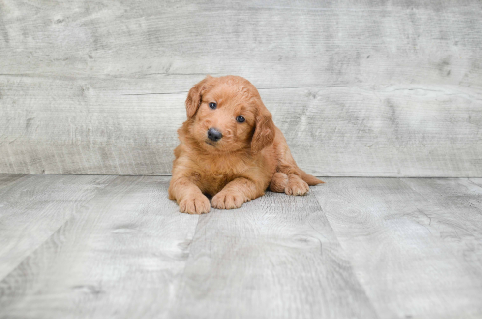 Best Mini Goldendoodle Baby