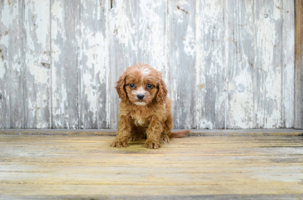 Cavapoo Pup Being Cute