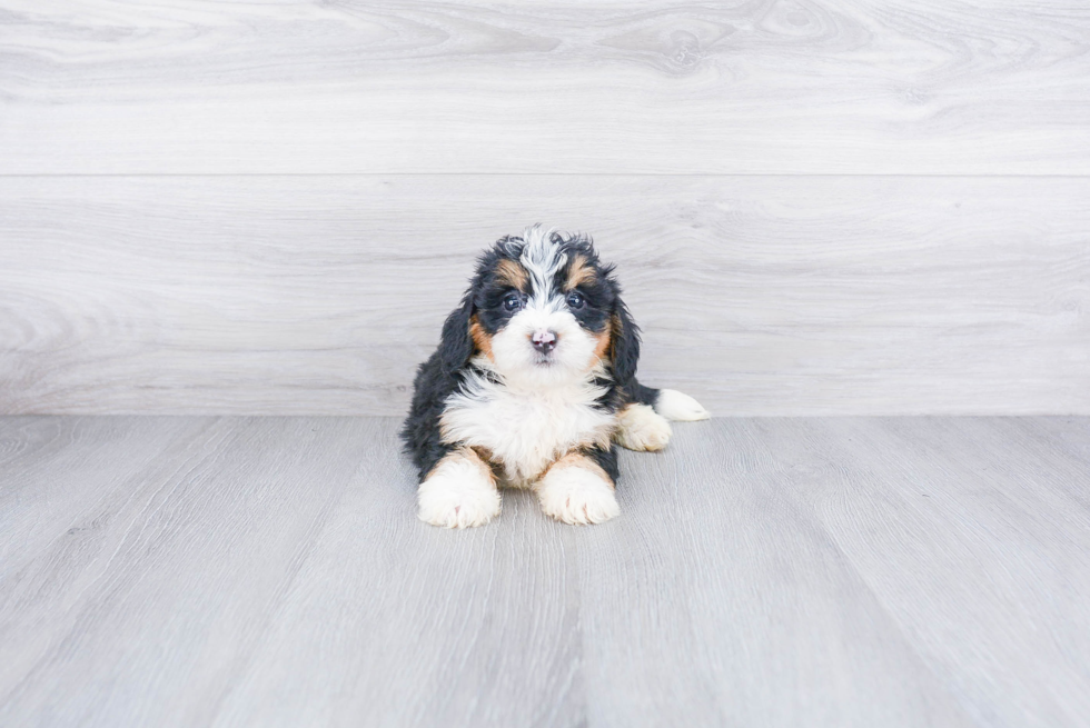 Playful Mini Berniedoodle Poodle Mix Puppy