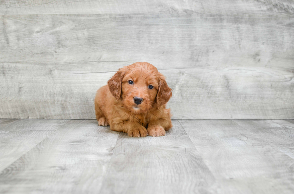 Mini Goldendoodle Pup Being Cute