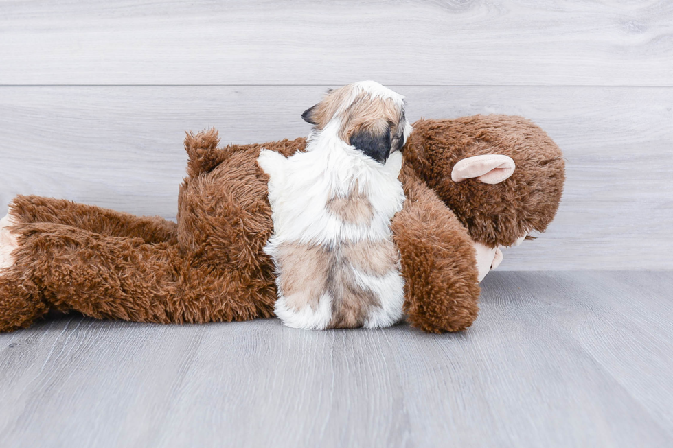 Little Shitzu Designer Puppy