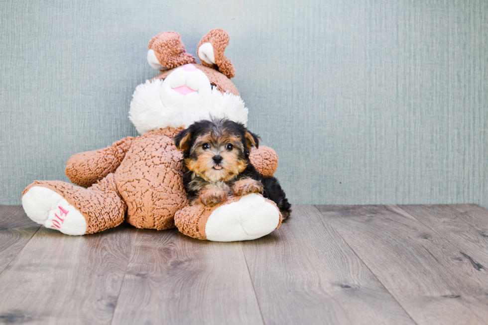 Morkie Pup Being Cute