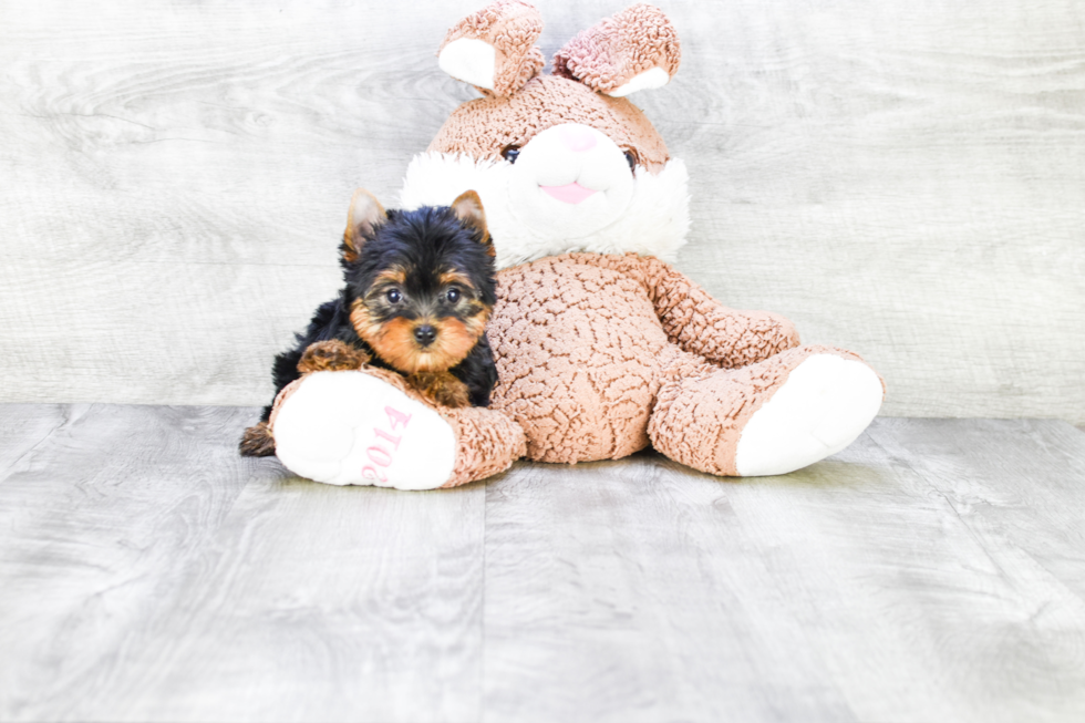 Meet Fiona - our Yorkshire Terrier Puppy Photo 