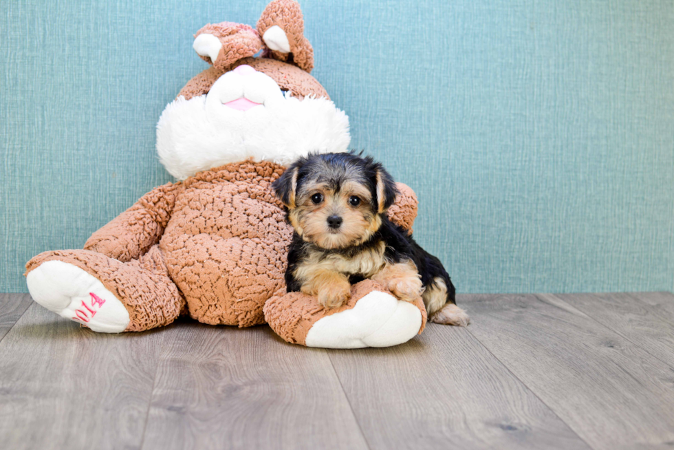 Morkie Pup Being Cute