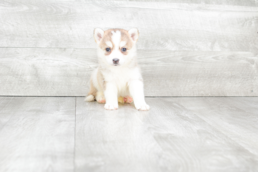 Happy Pomsky Baby