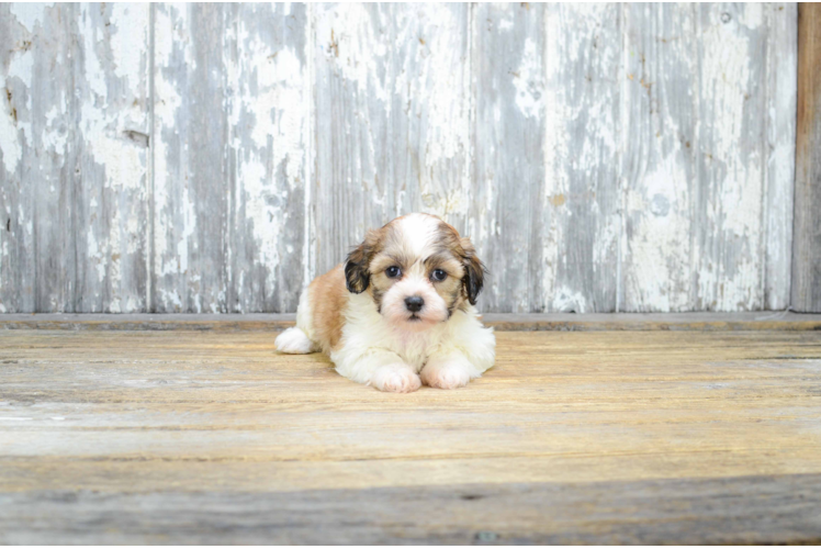 Popular Teddy Bear Designer Pup