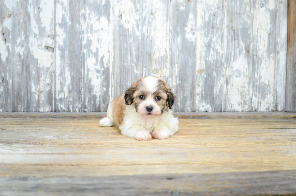 Popular Teddy Bear Designer Pup