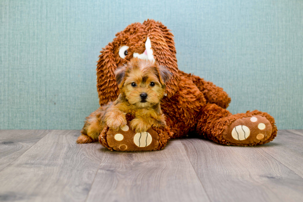 Morkie Pup Being Cute