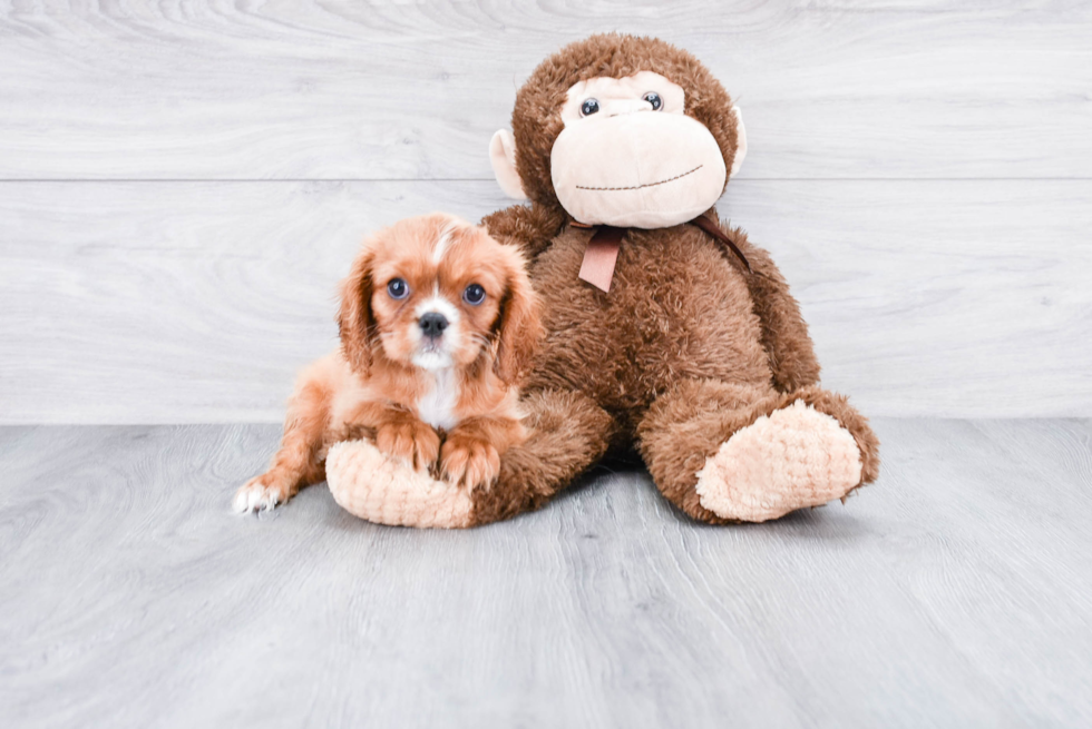 Little Cavalier King Charles Spaniel Purebred Pup