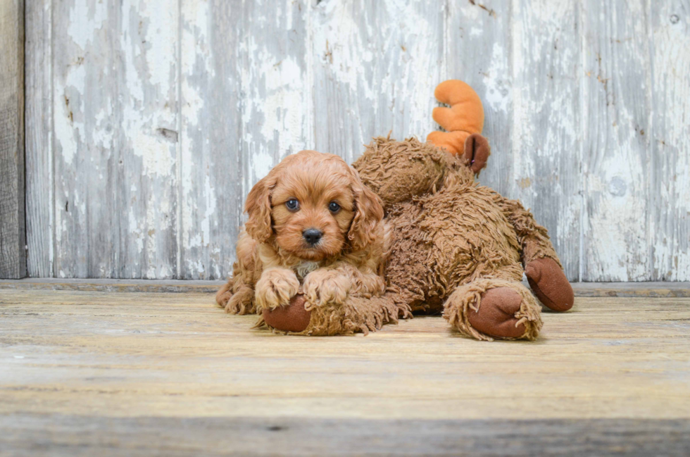 Friendly Cavapoo Baby