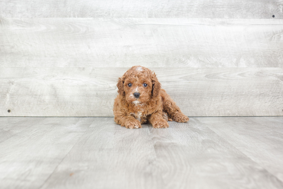 Best Cavapoo Baby