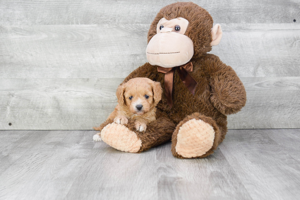 Cavapoo Puppy for Adoption