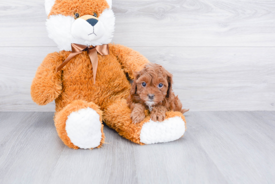 Fluffy Cavapoo Poodle Mix Pup