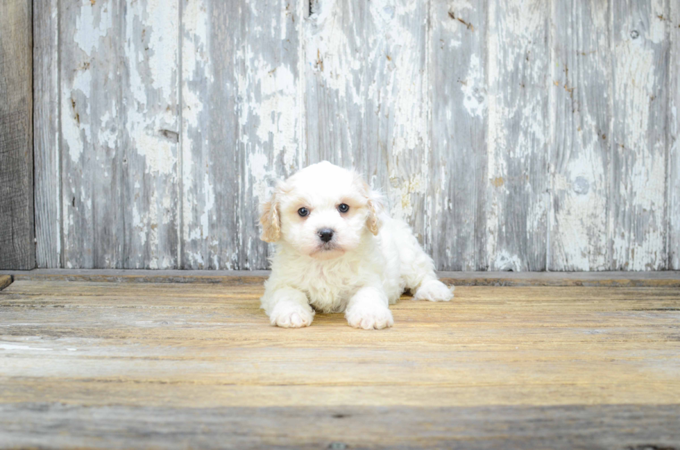 Cavachon Puppy for Adoption