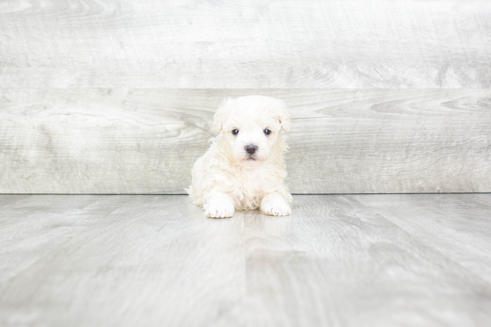 Maltipoo Puppy for Adoption