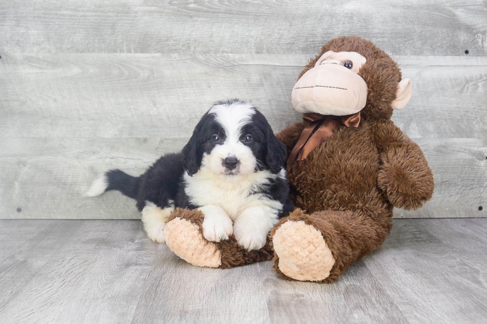 Petite Mini Bernedoodle Poodle Mix Pup