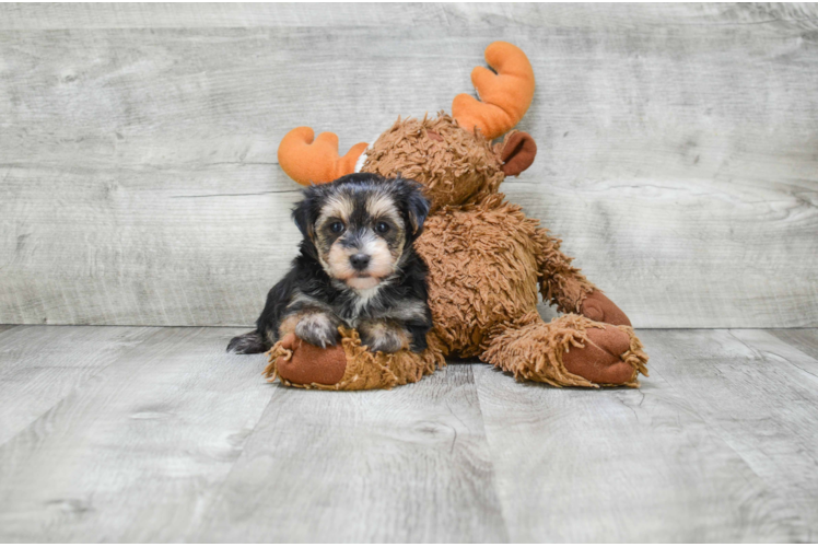 Energetic Yorkie Designer Puppy