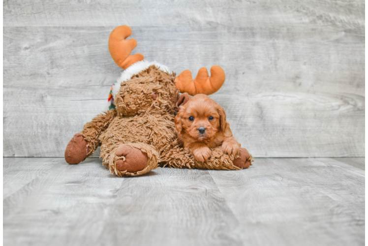 Adorable Cavoodle Poodle Mix Puppy