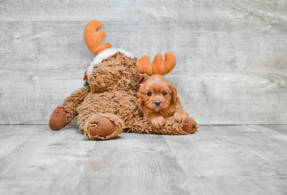 Adorable Cavoodle Poodle Mix Puppy