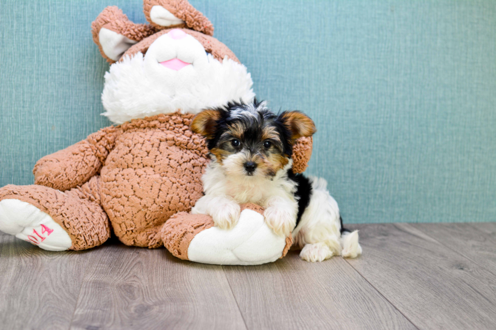 Funny Havanese Baby