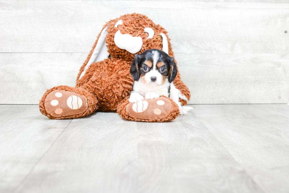 Best Cavalier King Charles Spaniel Baby