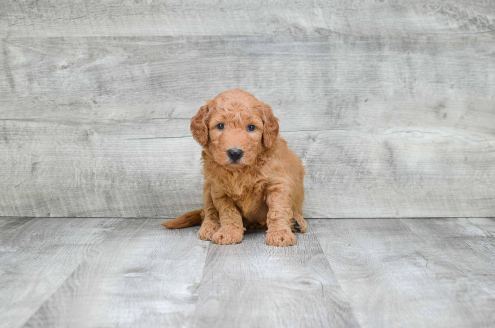 Mini Goldendoodle Puppy for Adoption